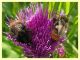 Bombus rupestris 16 mm. - 8.7.2022 - Trepalle - Sondrio circa 2100 m. s.l.m. - (7).JPG