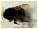 Bombus rupestris 16 mm. - 8.7.2022 - Trepalle - Sondrio circa 2100 m. s.l.m. - (1).JPG