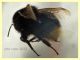Bombus rupestris 16 mm. - 8.7.2022 - Trepalle - Sondrio circa 2100 m. s.l.m. - (6).JPG