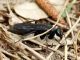 entomobora plicata 2.JPG