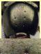 Philonthus laevicollis - Trepalle - Sondrio circa 2100 m. s.l.m. - 8.9.2022 - (1).jpg