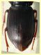 Anisodactylus sp. 11,5 mm. - 8.7.2022 - Trepalle - Sondrio circa 2100 m. s.l.m. - (3).JPG