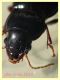 Anisodactylus sp. 11,5 mm. - 8.7.2022 - Trepalle - Sondrio circa 2100 m. s.l.m. - (5).JPG