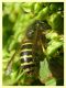Dolichovespula norwegica 5.7.2022 - Trepalle - Sondrio circa 2100 m. s.l.m. - (9).JPG