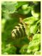 Dolichovespula norwegica 5.7.2022 - Trepalle - Sondrio circa 2100 m. s.l.m. - (10).JPG