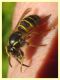 Dolichovespula norwegica 5.7.2022 - Trepalle - Sondrio circa 2100 m. s.l.m. - (4).JPG
