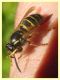 Dolichovespula norwegica 5.7.2022 - Trepalle - Sondrio circa 2100 m. s.l.m. - (5).JPG