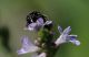 IMG_3017_crop_sm.jpg