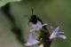 IMG_3019_crop_sm.jpg