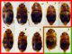 Nitidulidae.jpg