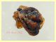 Phoroncidia sp. - 1,2 mm - Anzio - Pocacqua 15.9.2022 - (1).JPG