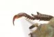 Anisoplia_IMG_0489_C00217.JPG