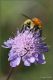Bombus-4D9A2869.jpg