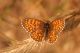 Melitaea cinxia. RNO Ficuzza, Coda di Riccio.7 Agosto 2010.jpg