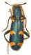 Trichodes-Turchia-3.jpg