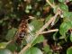 eristalis 3.jpg