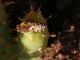 lasioglossum 2.jpg