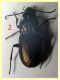 Pterostichus num. 2 circa 14 mm. - (1).JPG