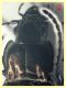 Pterostichus num. 2 circa 14 mm. - (10).JPG