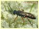 Tenthredinidae 6.7.2022 - Trepalle - Sondrio circa 2100 m. s.l.m. - (1).JPG