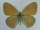 C. pamphilus  - Copia.JPG