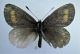 E. pharte (2) - Copia.JPG