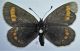 E.pharte (1) - Copia.JPG