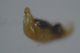 edeago Microlestes Sicilia.jpg