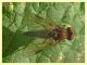 Chrysopilus luteolus - 8.7.2022 - Trepalle - Sondrio circa 2100 m. s.l.m. - (4).JPG