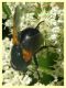 Mesembrina meridiana 6.7.2022 - Trepalle - Sondrio circa 2100 m. s.l.m.  - (6).JPG