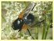 Mesembrina meridiana 6.7.2022 - Trepalle - Sondrio circa 2100 m. s.l.m.  - (2).JPG
