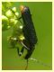 Cantharidae 6.7.2022 - Trepalle - Sondrio circa 2100 m. s.l.m. - (2).JPG