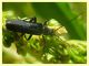 Cantharidae 6.7.2022 - Trepalle - Sondrio circa 2100 m. s.l.m. - (4).JPG