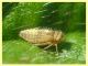 prob. Typhlocybinae larva - Anzio 17.10.2022 - (1).JPG