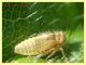 prob. Typhlocybinae larva - Anzio 17.10.2022 - (2).JPG