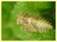 prob. Typhlocybinae larva - Anzio 17.10.2022 - (4).JPG