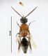 Smicromyrme sp 1,.jpg