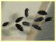 Carpophilus lugubris - dai 3 ai 4,5 mm. - Anzio - 20.10.2022 - trappola aerea banana, mela, birra - (10).JPG