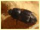 Carpophilus lugubris - dai 3 ai 4,5 mm. - Anzio - 20.10.2022 - trappola aerea banana, mela, birra - (6).JPG