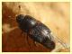 Carpophilus lugubris - dai 3 ai 4,5 mm. - Anzio - 20.10.2022 - trappola aerea banana, mela, birra - (5).JPG