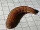 lacanobia 3.jpg