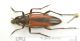 Stenurella_melanuraIMG_0560_C00287.JPG