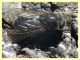 Dasyrhamphis 6.7.2022 - Trepalle - Sondrio circa 2100 m. s.l.m. - (1).JPG