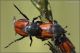 Amphicoma-abdominalis-20200621-005-DPPOGf.jpg