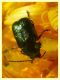Chryptocephalus sp.  8.7.2022 - Trepalle - Sondrio circa 2100 m. s.l.m. - (4).JPG