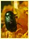 Chryptocephalus sp.  8.7.2022 - Trepalle - Sondrio circa 2100 m. s.l.m. - (9).JPG