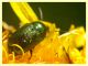 Chryptocephalus sp.  8.7.2022 - Trepalle - Sondrio circa 2100 m. s.l.m. - (8).JPG