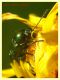 Chryptocephalus sp.  8.7.2022 - Trepalle - Sondrio circa 2100 m. s.l.m. - (2).JPG