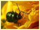 Chryptocephalus sp.  8.7.2022 - Trepalle - Sondrio circa 2100 m. s.l.m. - (3).JPG
