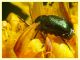 Chryptocephalus sp.  8.7.2022 - Trepalle - Sondrio circa 2100 m. s.l.m. - (7).JPG